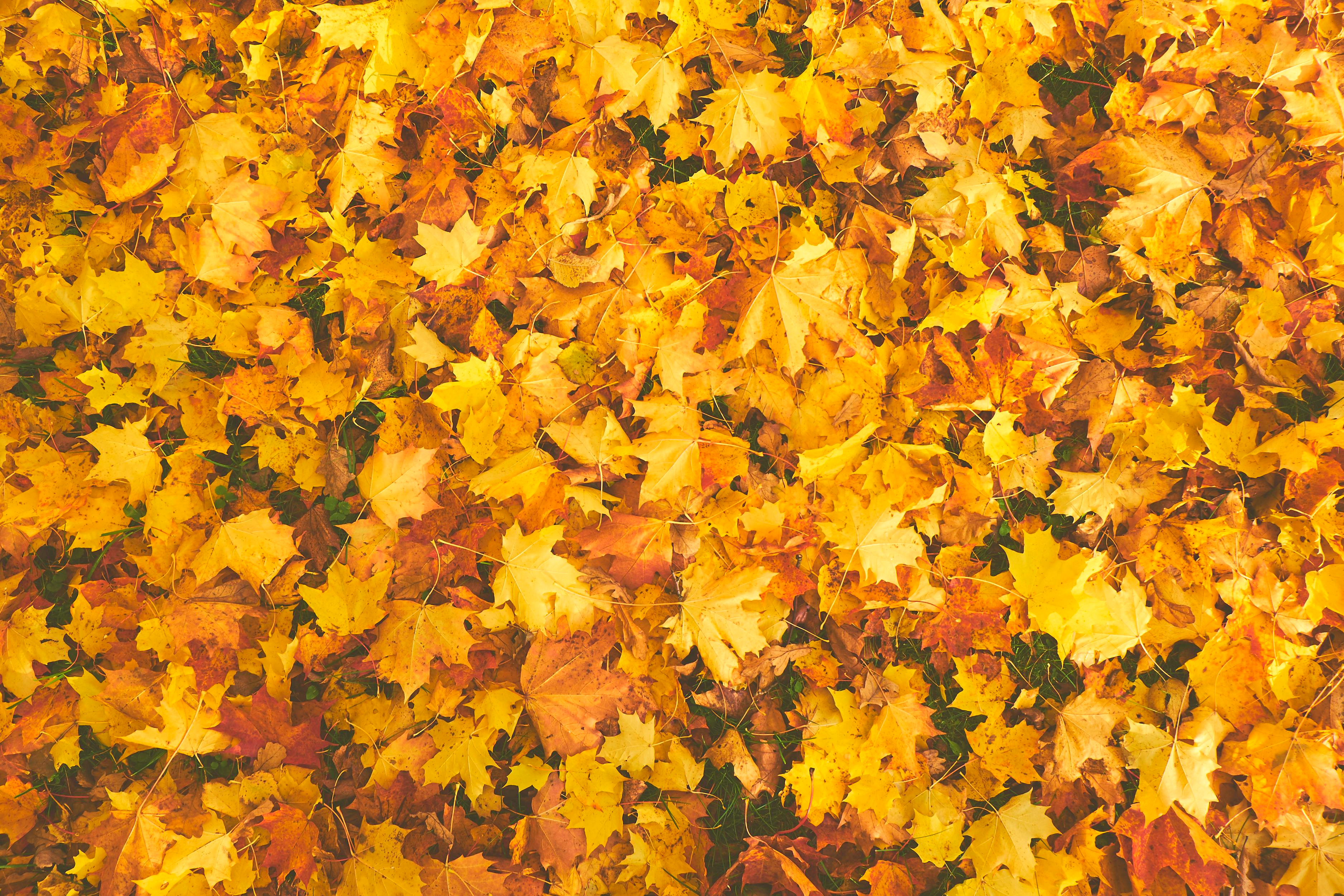 Autumn Leaves Background